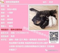 天津市宠物领养信息汇总（持续更新）