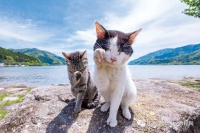 小猫怎么拍出独特好看的照片，试试这几个技巧