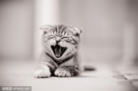 『宠物摄影』拍摄猫咪的简单技巧
