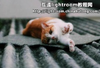 宠物摄影技巧——如何更好地为你的宠物拍摄照片