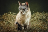 摄影技巧丨宠物萌猫咪：我们集中在这里摆姿势啦，要拍照赶紧来！