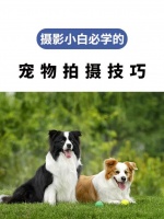 如何给宠物拍照？宠物摄影技巧赶紧学起来吧。很多人想做宠物摄影