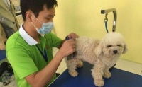 宠物美容加盟需要多少钱 宠物美容加盟电话 条件