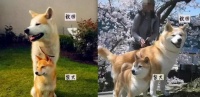 猫狗大混战！这些宠物到底是何种类？
