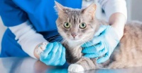 猫常用抗肿瘤药种类