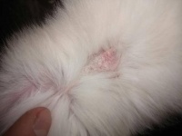 商家绝对不告诉你几百元才能解决的宠物皮肤病，其实只需花2.5元
