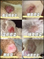 狗狗皮肤病治疗攻略！一周见效...@刘姐爱宠物的动态