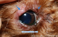 犬眼科疾病－－－睑板腺炎