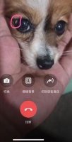 宠物角膜溶解（角膜破裂）怎么办（非兽医 仅供参考） 80%都