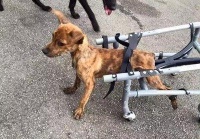 狗狗神经炎你了解多少/一些经验分享