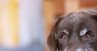 老年犬高发六大疾病，早知道早预防