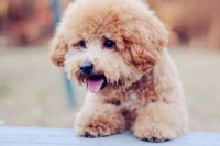 犬猫眼睑炎