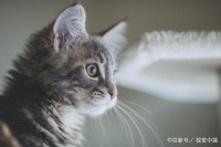 猫中耳炎、内耳炎是怎么回事？和耳螨有什么关系？如何预防？