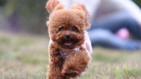 贵宾犬耳病有传染吗？这些知识需要了解下