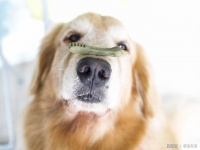 小型犬更加容易有口腔问题？宠物医生告诉你，形成原因和化解方法
