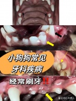 准备新养宠物的铲屎官提个醒！幼犬牙齿疾病