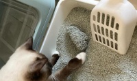 猫咪的健康福利——膨润土使用指南（探索宠物生活中的自然解决方案）