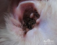 宠物猫宠物狗耳螨怎么治疗