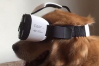 给宠物狗戴VR眼镜，是一种什么样的体验
