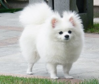 银狐犬的养护常识