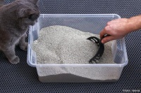 宠物猫的日常护理：如何让你的猫咪保持健康和幸福
