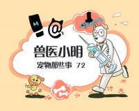 都说泰迪体味淡，为啥我养的臭到顶不住？几种有味道的病了解一下