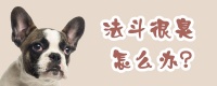 法斗很臭怎么办