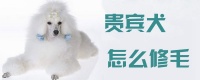 贵宾犬怎么修毛