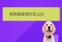 比熊犬眼睛红怎么治疗:狗狗眼睛感染发炎怎么办