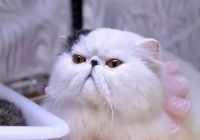 猫咪疫苗详细攻略，快点收藏吧～