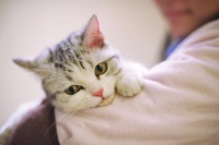 猫咪疫苗全攻略：几针必打？间隔周期详解
