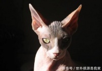 猫咪打疫苗的价格是多少？猫咪一年需要打几次？不打行不行