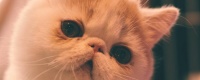 猫不打疫苗可以绝育吗 患病风险是非常高的！