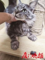 猫咪放店里寄养，主人却“半失联”，该如何处理？