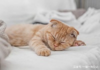 春节大迁徙，猫咪是选择寄养还是带走，需要注意哪些问题