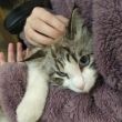 猫友交流群，群里不仅有资深的猫友可进行养猫咪主子的经验交流，更有美女宠物医生给宠友提供免费医疗咨询。想知道如何更好的喂养猫咪主子吗【喵星人吧】