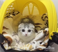 宠物猫如何托运