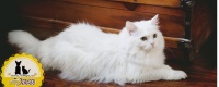 如何判断猫咪是否怀孕