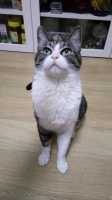 猫咪死亡，引出一段“宠物医疗纠纷”