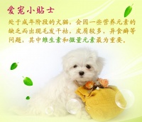 卫仕U系列 复合维生素片药品 猫咪维生素片400片 狗狗力