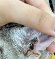 猫咪耳朵为什么总是脏（原因解析与清洁方法）