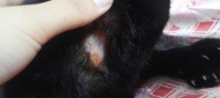 狗狗耳朵真菌炎的原因、症状及治疗方法（宠物耳朵保健重要性与预防方法）