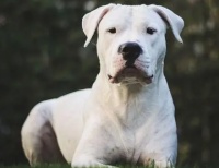 杜高犬怎么护理耳朵？护理耳朵方法是？