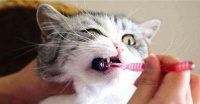 猫咪口腔溃疡和脚烂的原因、预防和治疗方法（解密猫咪口腔溃疡和脚烂的神秘面纱）