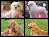 狗狗耳朵保健