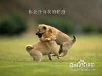 狗狗牙齿护理