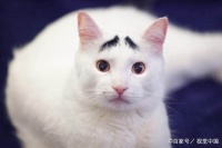 我们到底该不该给猫咪做绝育手术？（坏处分享篇）