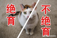 猫咪到底要不要绝育？好处和坏处你都应该明白！