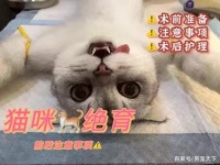 关于猫咪绝育，看这一篇文章就够了！