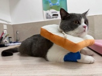 猫咪“绝育”是好事？害处也不少，劝你谨慎决定